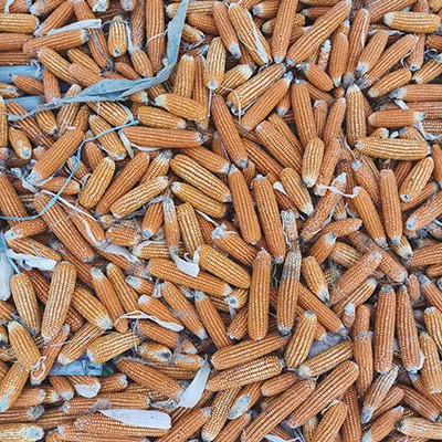 HG553路由器科学上网全攻略：解锁网络自由之路